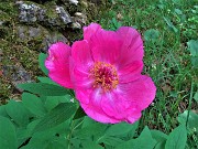 55 Paeonia officinalis (Peonia selvatica dello Zucco)